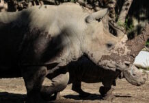 rhinoceros 14012026 1200x630.jpg