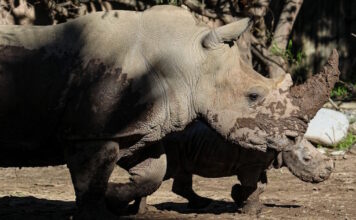 rhinoceros 14012026 1200x630.jpg