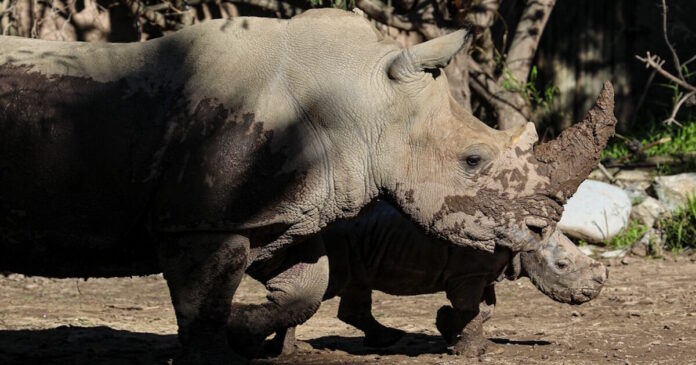 rhinoceros 14012026 1200x630.jpg