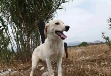 skylos 25012026 1200x630.jpg