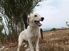 skylos 25012026 1200x630.jpg