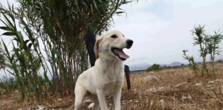 skylos 25012026 1200x630.jpg