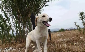 skylos 25012026 1200x630.jpg