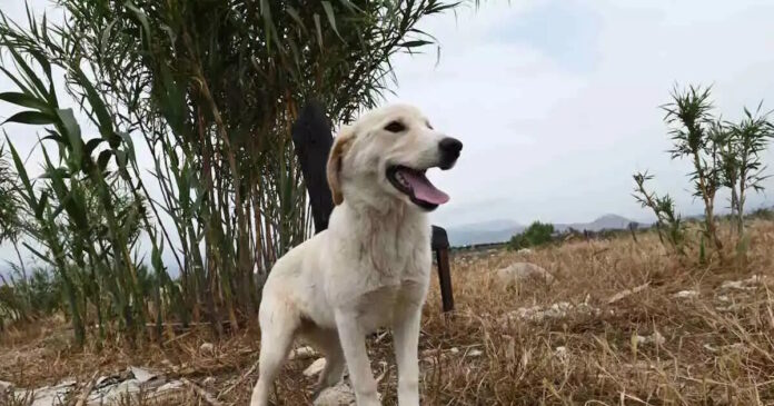 skylos 25012026 1200x630.jpg