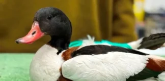 varvara 768x561 1.webp.webp