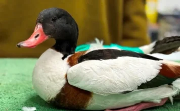 varvara 768x561 1.webp.webp