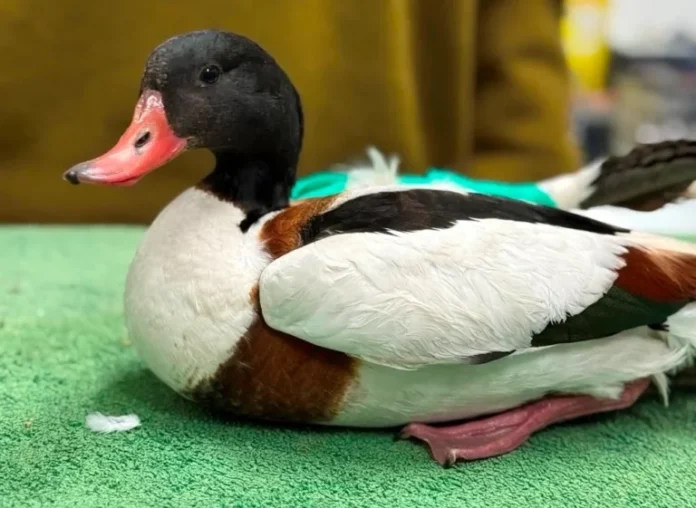 varvara 768x561 1.webp.webp