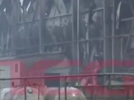 violanta1 1 1 1200x630.jpg