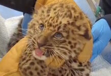 wild cat 19012026 1200x630.jpg