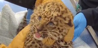 wild cat 19012026 1200x630.jpg