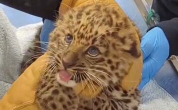 wild cat 19012026 1200x630.jpg