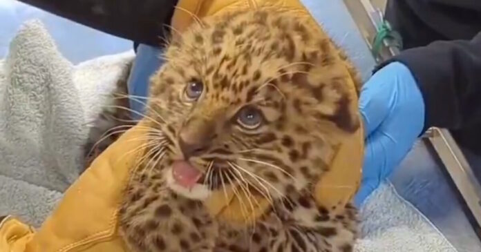 wild cat 19012026 1200x630.jpg