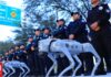 06fd5615 robot dogs mexico 1 og.jpg