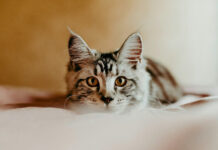 5e2ee4c1e00ec84d354b92f82b6fb7d4 L.jpg