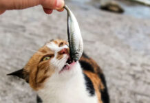 Ψάρι για γάτες: Όσα πρέπει να ξέρετε πριν το προσθέσετε στη διατροφή τους 78547874874874.jpg