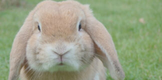 a04495decf98ed5906cf1ceb2827fe10 L.jpg