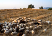 aigoprovata eurokinissi 1200x630.jpg