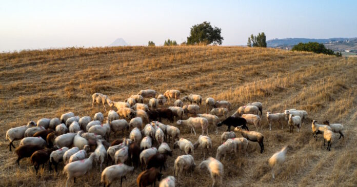 aigoprovata eurokinissi 1200x630.jpg