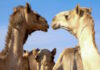 camels 04022026 1200x630.jpg
