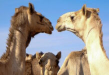camels 04022026 1200x630.jpg