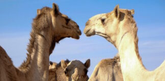 camels 04022026 1200x630.jpg