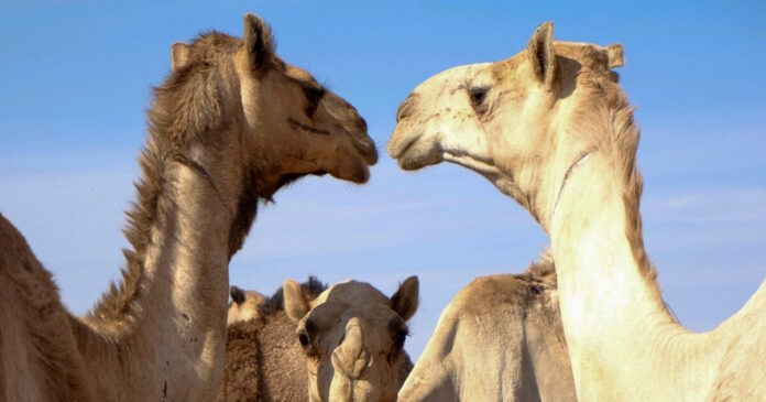 camels 04022026 1200x630.jpg