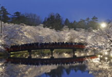 cherry blossom 1 1200x630.jpg