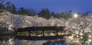 cherry blossom 1 1200x630.jpg