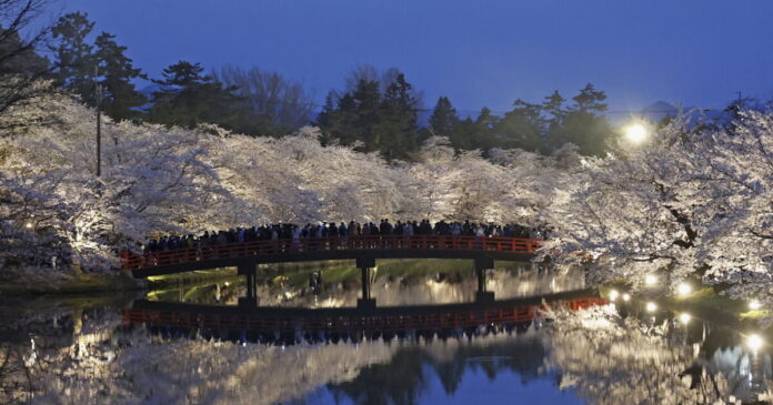 cherry blossom 1 1200x630.jpg