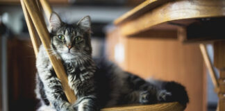 e66f44a5147041465411fc3a7df94a11 L.jpg