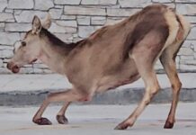 elafi anima 1200x630.jpg