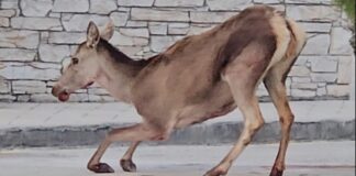 elafi anima 1200x630.jpg