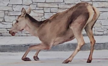 elafi anima 1200x630.jpg