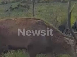 elafi varympompi2 05022026 1200x630.jpg