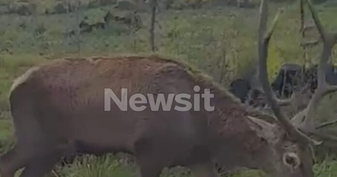 elafi varympompi2 05022026 1200x630.jpg