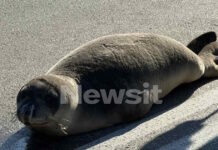 Φθιώτιδα: Οι βόλτες της φώκιας στην Αρκίτσα και η επιστροφή της στην θάλασσα fokia 1200x630.jpg