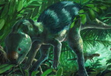 foskeia paul martina 16 03 25 1200x630.jpg