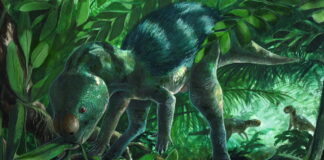 foskeia paul martina 16 03 25 1200x630.jpg