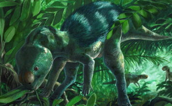 foskeia paul martina 16 03 25 1200x630.jpg