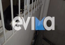 gata2 26022026 1200x630.jpg