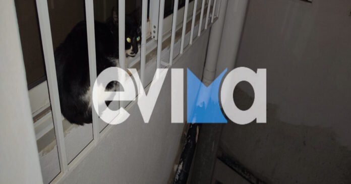 gata2 26022026 1200x630.jpg