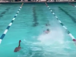 Χήνες εισέβαλαν σε πισίνα κατά τη διάρκεια σχολικών αγώνων κολύμβησης στο Κέιπ Τάουν geese 1200x630.png