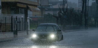 kakokairia plummira 1200x630.jpg