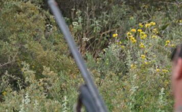 karampina eurok 1200x675 1 1200x630.jpg