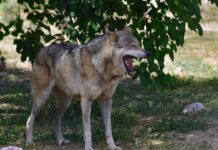 likos ape 1200x630.jpg