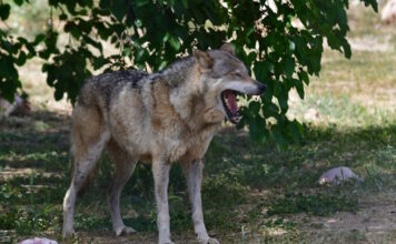 likos ape 1200x630.jpg