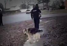 luisville dog 11022026 1200x630.jpg