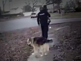 luisville dog 11022026 1200x630.jpg