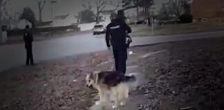 luisville dog 11022026 1200x630.jpg