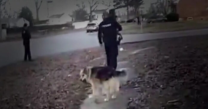 luisville dog 11022026 1200x630.jpg